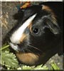 Cali the American Guinea Pig