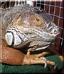 Mango the Giant Green Iguana
