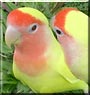 Melody, Honeycomb the Lutino Lovebirds