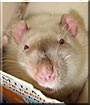 Poe the Siamese Rat