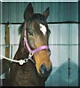 Winnie the Thoroughbred Horse