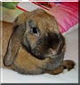 Honey the Mini Lop Rabbit