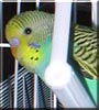 Logan the Budgie