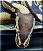 Precious the Ball Python Snake
