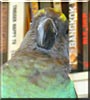 Pripps the Meyers Parrot
