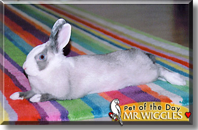 Mr. Wiggles, the Pet of the Day