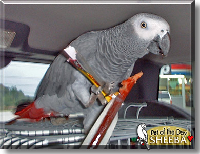 Sheeba, the Pet of the Day