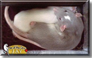 Jay, the Pet of the Day