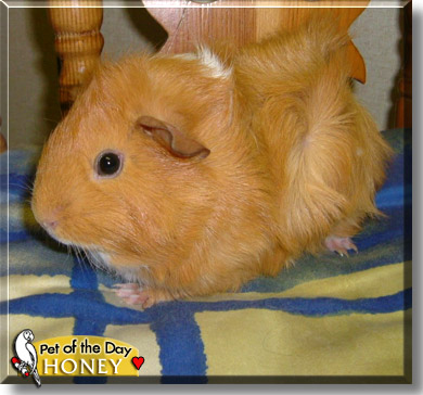 Honey, the Pet of the Day