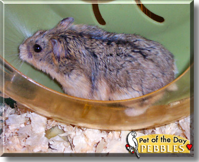Pebbles, the Pet of the Day