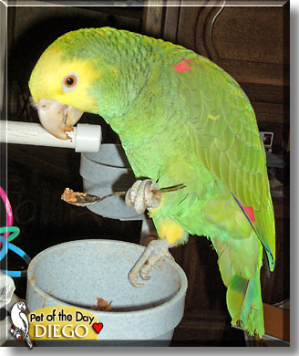 Diego, the Pet of the Day