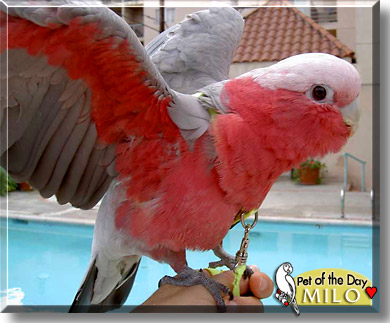 Milo, the Pet of the Day