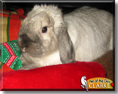 Clarke, the Pet of the Day