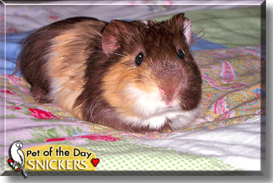 Snickers, the Pet of the Day