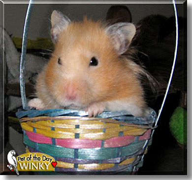 Winky, the Pet of the Day