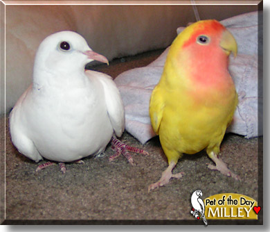 Milley, the Pet of the Day