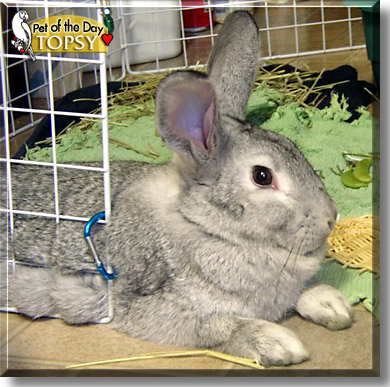 Topsy, the Pet of the Day