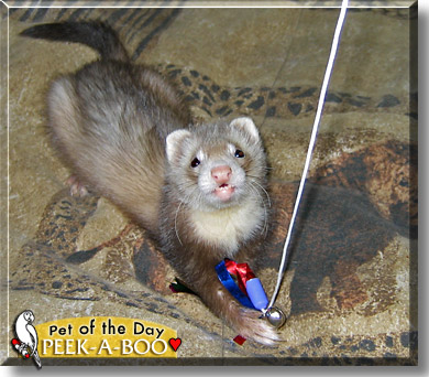 Peek-A-Boo, the Pet of the Day