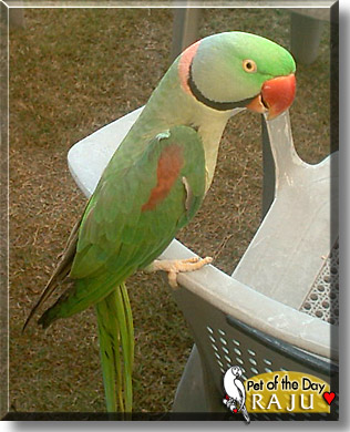 Raju, the Pet of the Day