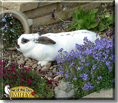 Miffy, the Pet of the Day