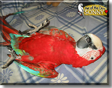 Sonny, the Pet of the Day