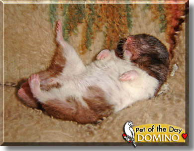 Domino, the Pet of the Day