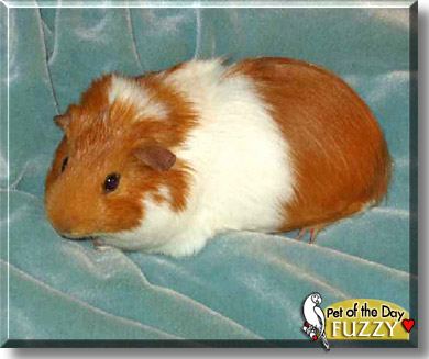 Fuzzy, the Pet of the Day