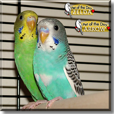 Arrow, Zelda, the Pet of the Day
