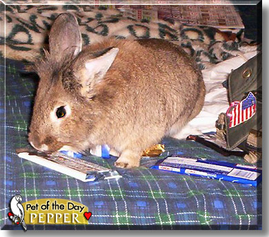 Pepper, the Pet of the Day