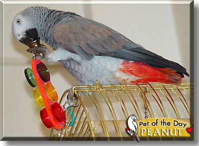 Peanut, the Pet of the Day