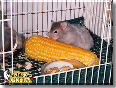 Greta, the Pet of the Day