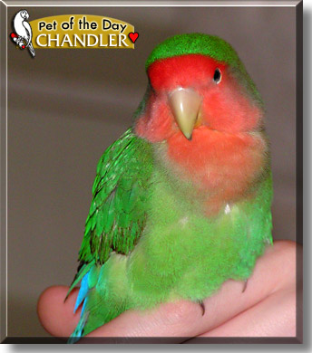 Chandler, the Pet of the Day