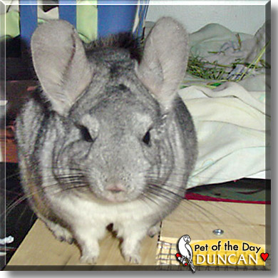 Duncan, the Pet of the Day