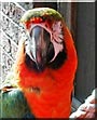 Brandy the Catalina Macaw