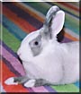 Mr. Wiggles the Dwarf Rabbit