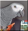 Sheeba the Parrot