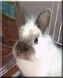 Diddle the Rabbit