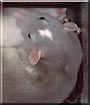 Jay the Dumbo Blue Berkshire Rat