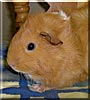 Honey the Abyssinian Guinea Pig