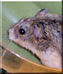Pebbles the Russian Dwarf Hamster