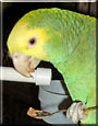Diego the Double Yellow Headed
