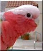 Milo the Rose Breasted Cockatoo