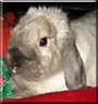 Clarke the Holland Lop Rabbit