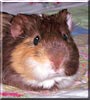 Snickers the Dutch Guinea Pig