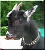 Jazzy the African Pygmy Goat