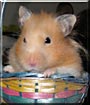 Winky the Teddy Bear Hamster