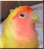 Milley the Lutino Peach faced Lovebird