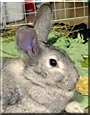 Topsy the Chinchilla Rabbit