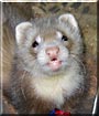 Peek A Boo the Champagne ferret