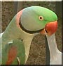 Raju the Ringneck Parrot